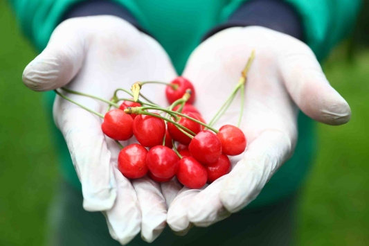 Kirazın Sağlığa Katkılarını Yeniden Keşfetmek: Doğal Zenginlikler ve Günlük Tüketim Tavsiyeleri