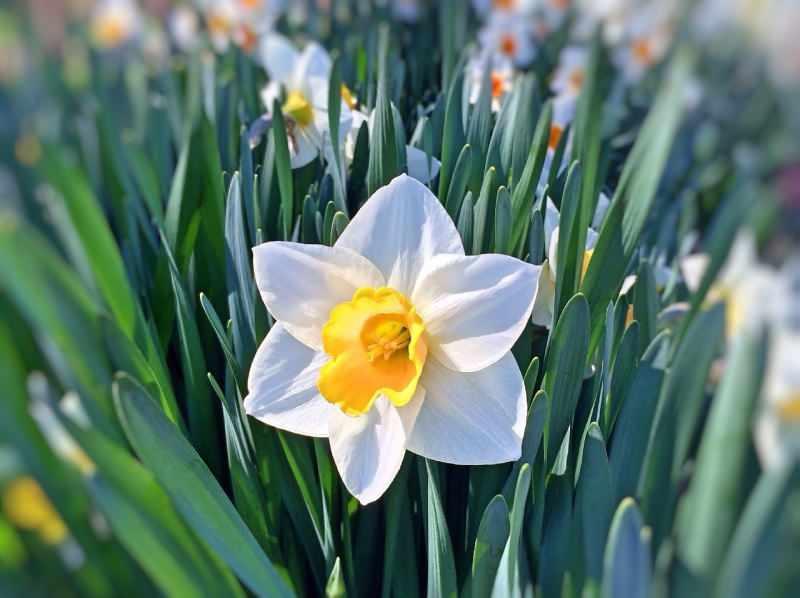 Nergis Çiçeği ve Nergis Sabunu: Doğal Bakımın İçten Gelen Ferahlığı