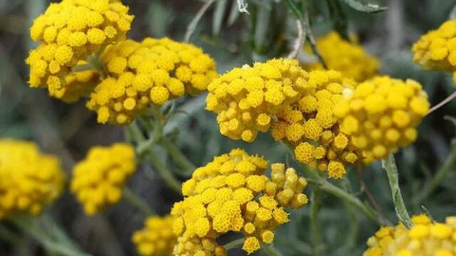 Altın Otu: Faydaları, Mevsimi ve Bitki Çayını Hazırlama Rehberi