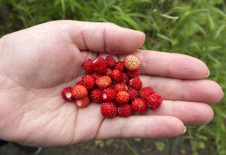 Dağ Çileğinin Faydaları: Doğadan Gelen Besin Değeri