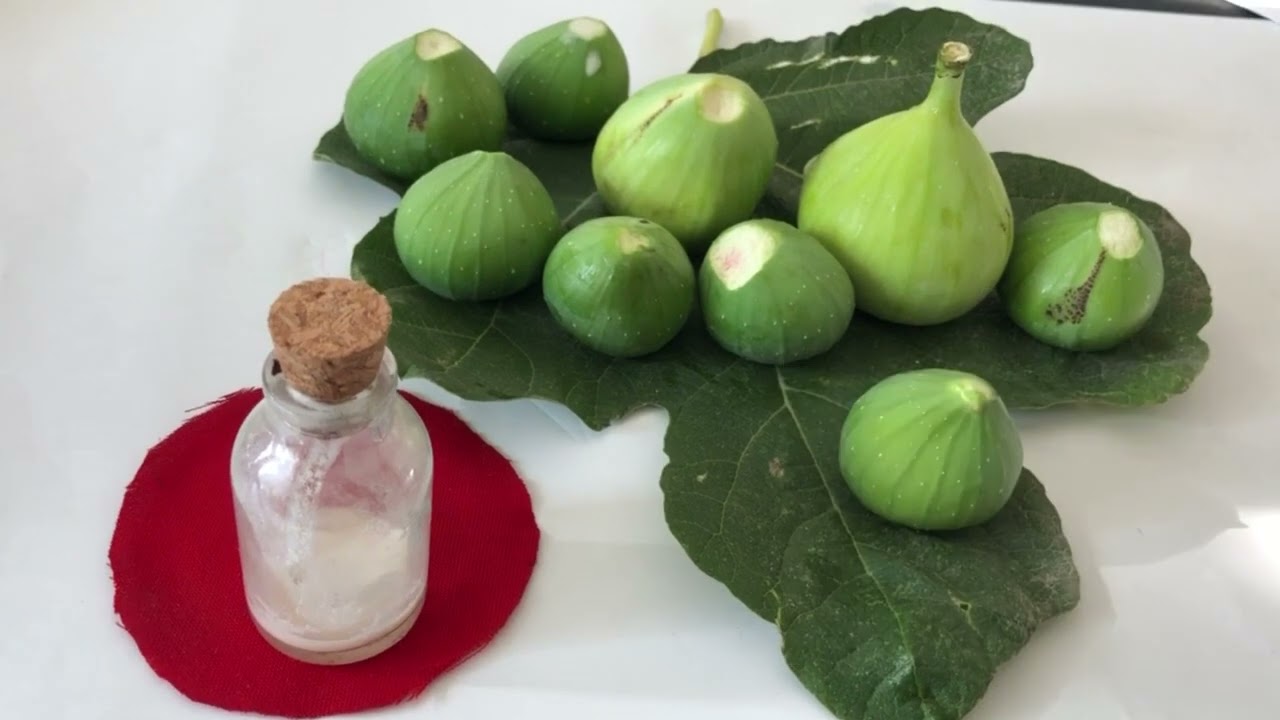 İncir Yaprağı Sütünün Doğal Kullanım Rehberi ve Dikkat Edilmesi Gerekenler