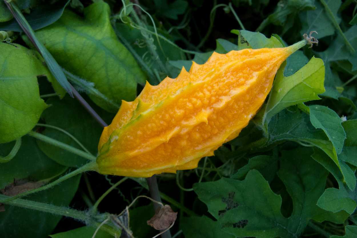 Kudret Narı: Tropik Zenginlikler ve Kullanım Yöntemleri